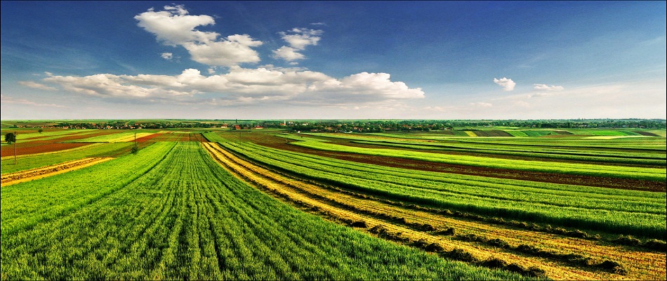 Spring Fields Featured Image